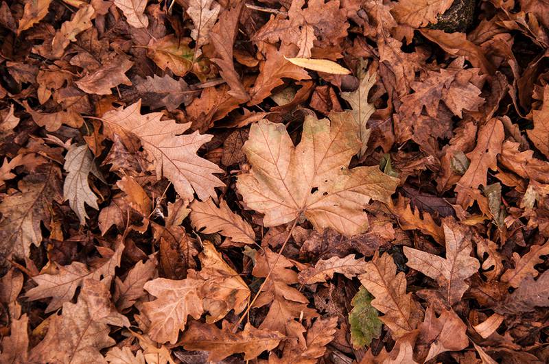 Fall leaves