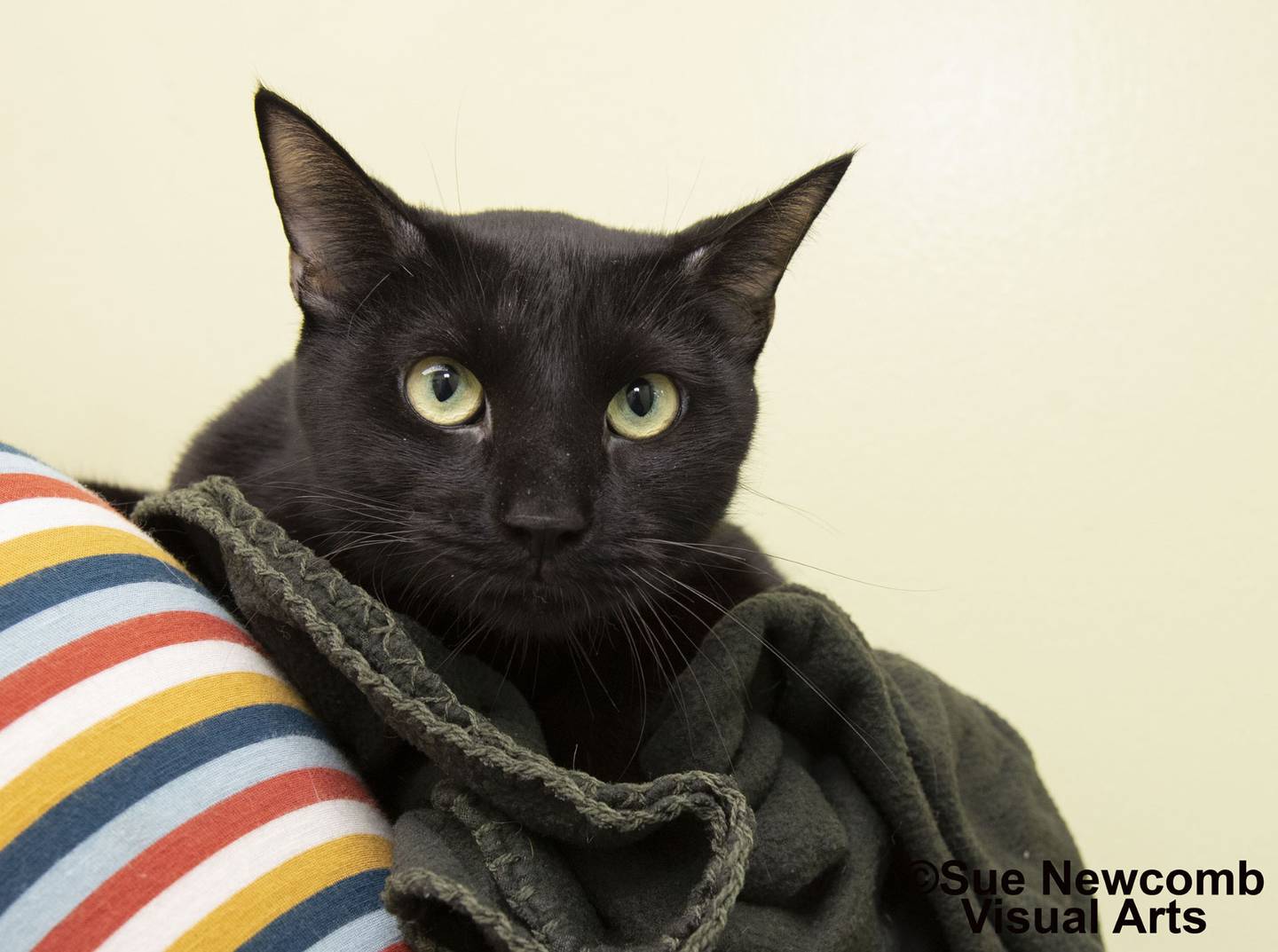 Leonardo is a domestic shorthair who came to the shelter with his brother, Draco. He is a bit shy but loves pets and toys. Leonardo is bonded with his brother, so they need to be adopted together. Contact the Will County Humane Society at willcountyhumane.com and follow the instructions for the adoption process.
