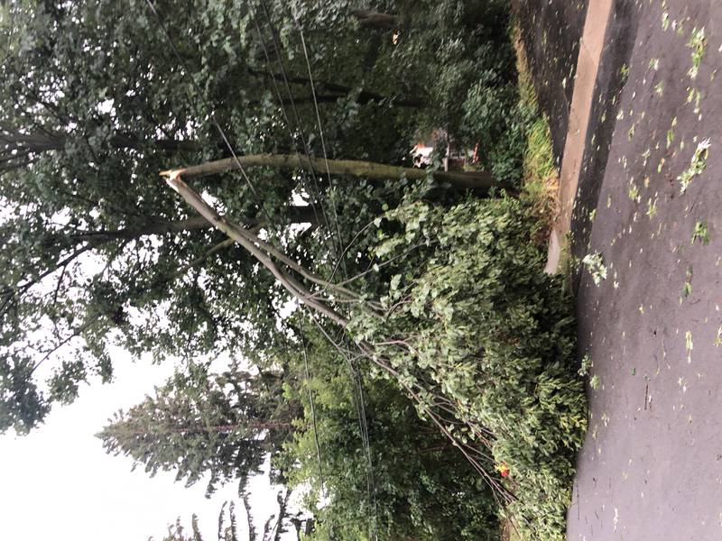 A tree down in Fox River Grove following the storm that rolled through at about 4 p.m. Saturday, Aug. 16, 2025.
