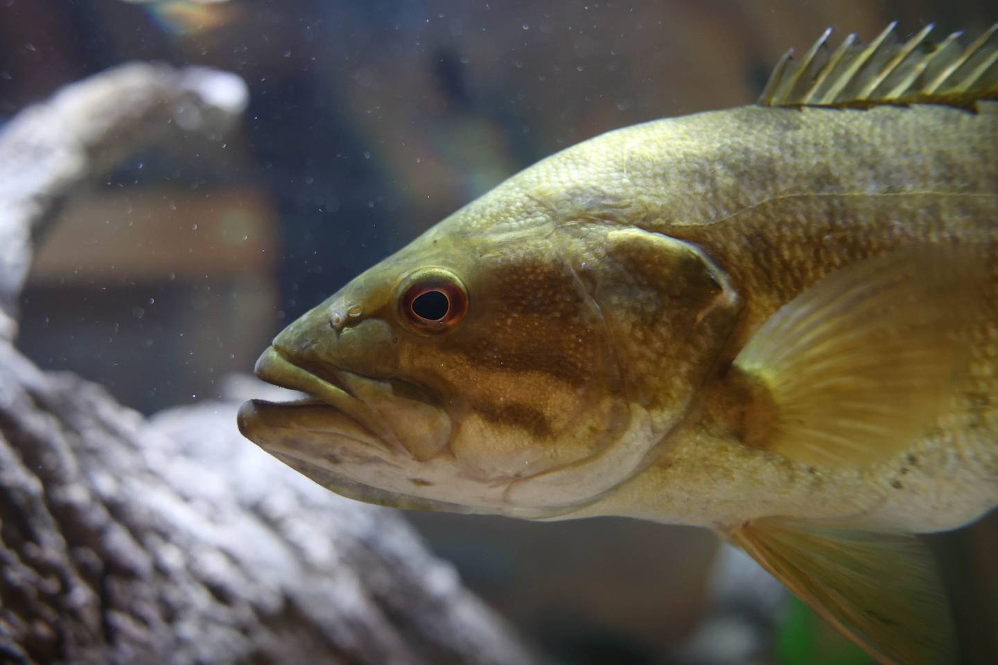 A small mouth bass swims in the new Four Rivers Environmental Center 2,000-gallon fish tank. Tuesday, Sept. 20, 2022, in Channahon.