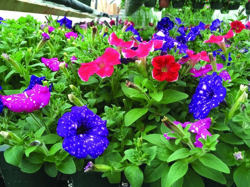 The Forreston FFA agriculture classes will soon hold their annual plant sale at the school greenhouse located on the southwest corner of the Forreston Junior/Senior High School property by the bus garage.