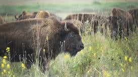 Photos: Nachusa Grasslands on display at Autumn on the Prairie