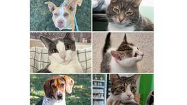 Will County Pets of the Week: Dec. 30, 2024
