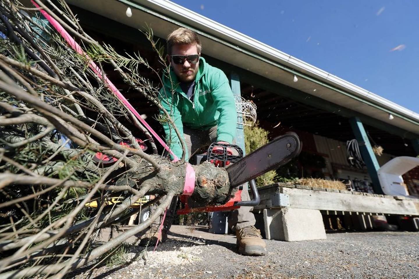 George White IV puts a fresh cut on a tree Tuesday, Nov. 22, 2022, at the Country Bumpkin garden center in Mundelein. A fresh cut is essential to the tree's ability to absorb water at home.
