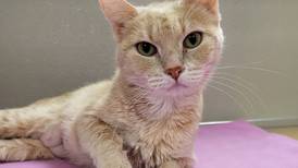 Petite cat craves attention of new forever family