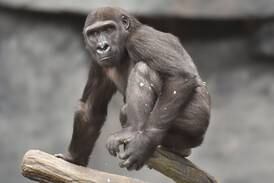 Brookfield Zoo receives historic $40 million gift