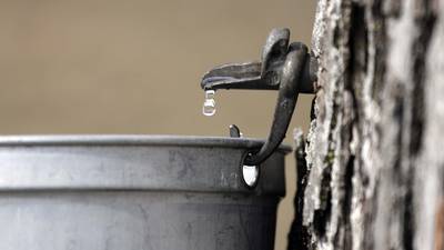 5 Things to Do: Maple Sugaring in Oswego, live comedy in Sandwich this weekend 