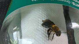 Good Natured in St. Charles: Abuzz about road trip joined by Bobbi the Bee