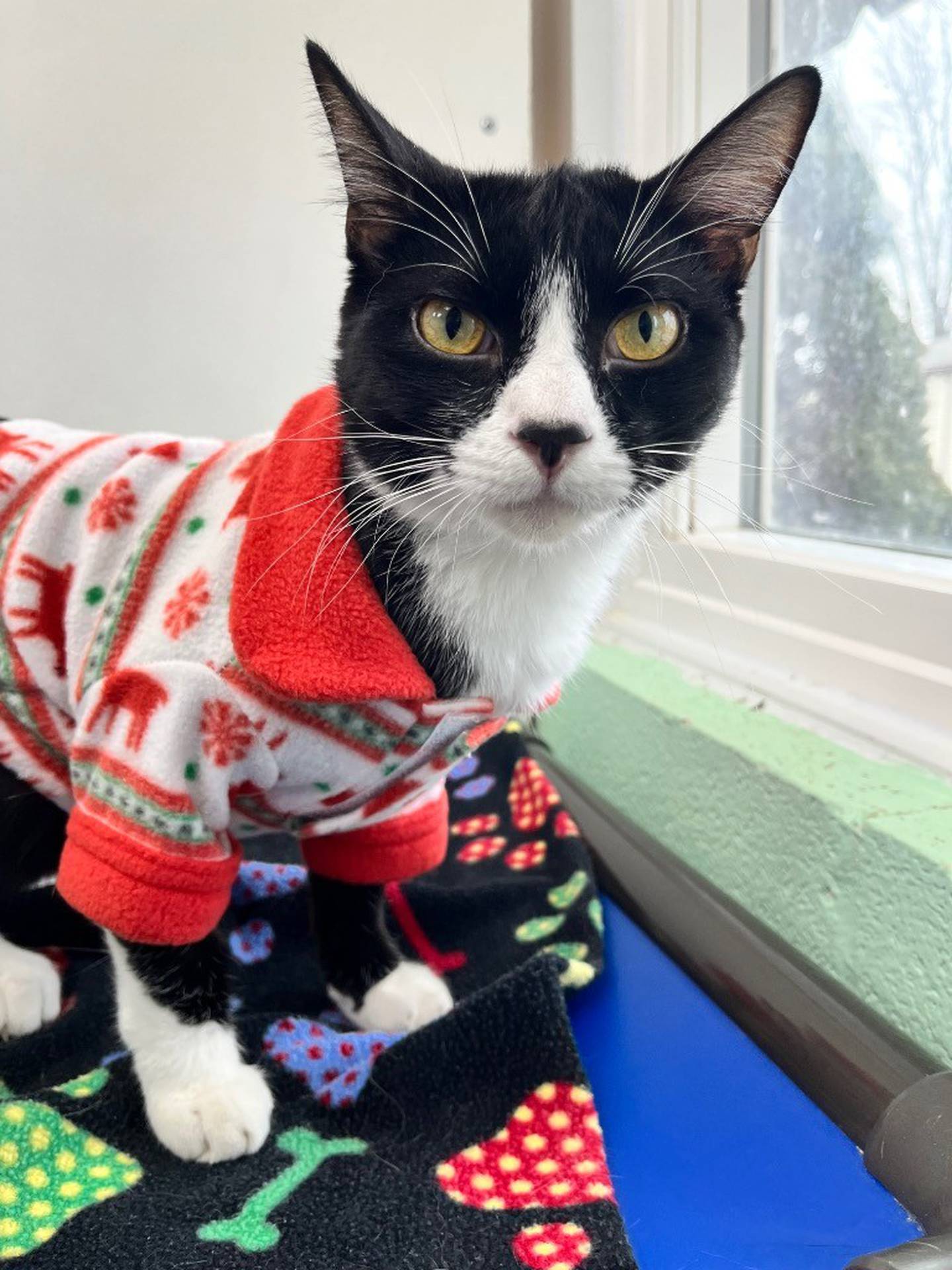 Bashful is 10 months old, 8 pounds, and a member of the humane society’s Seven Dwarves litter. Bashful is sweet, playful, and enjoys the company of other kittens, often cuddling with them. He’s very affectionate with staff and volunteers and loves to greet them. To meet Bashful, email the Will County Humane Society at willcountyhumane.com and follow the instructions for the adoption process.