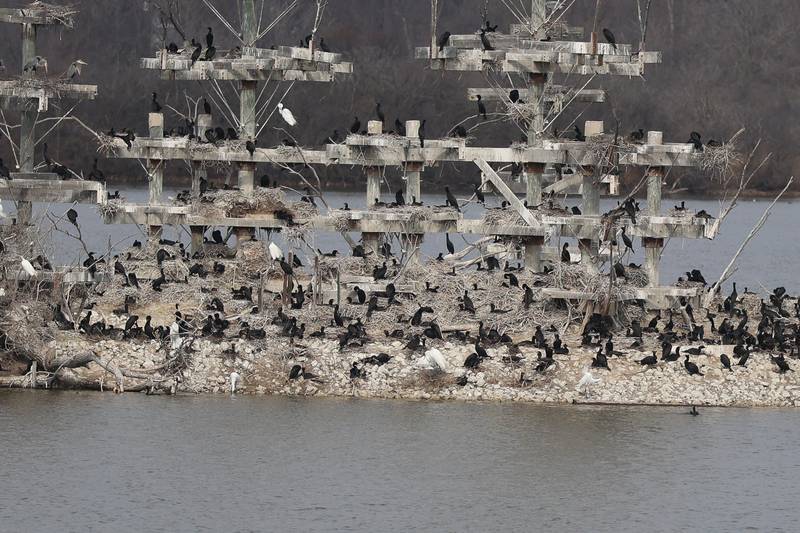 Hundreds of herons hang out at the main nesting island at the Lake Renwick Heron Rookery Nature Preserve in Plainfield on Thursday, March 26, 2026.