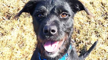 Spunky young dog ready to jump through hoops for forever family