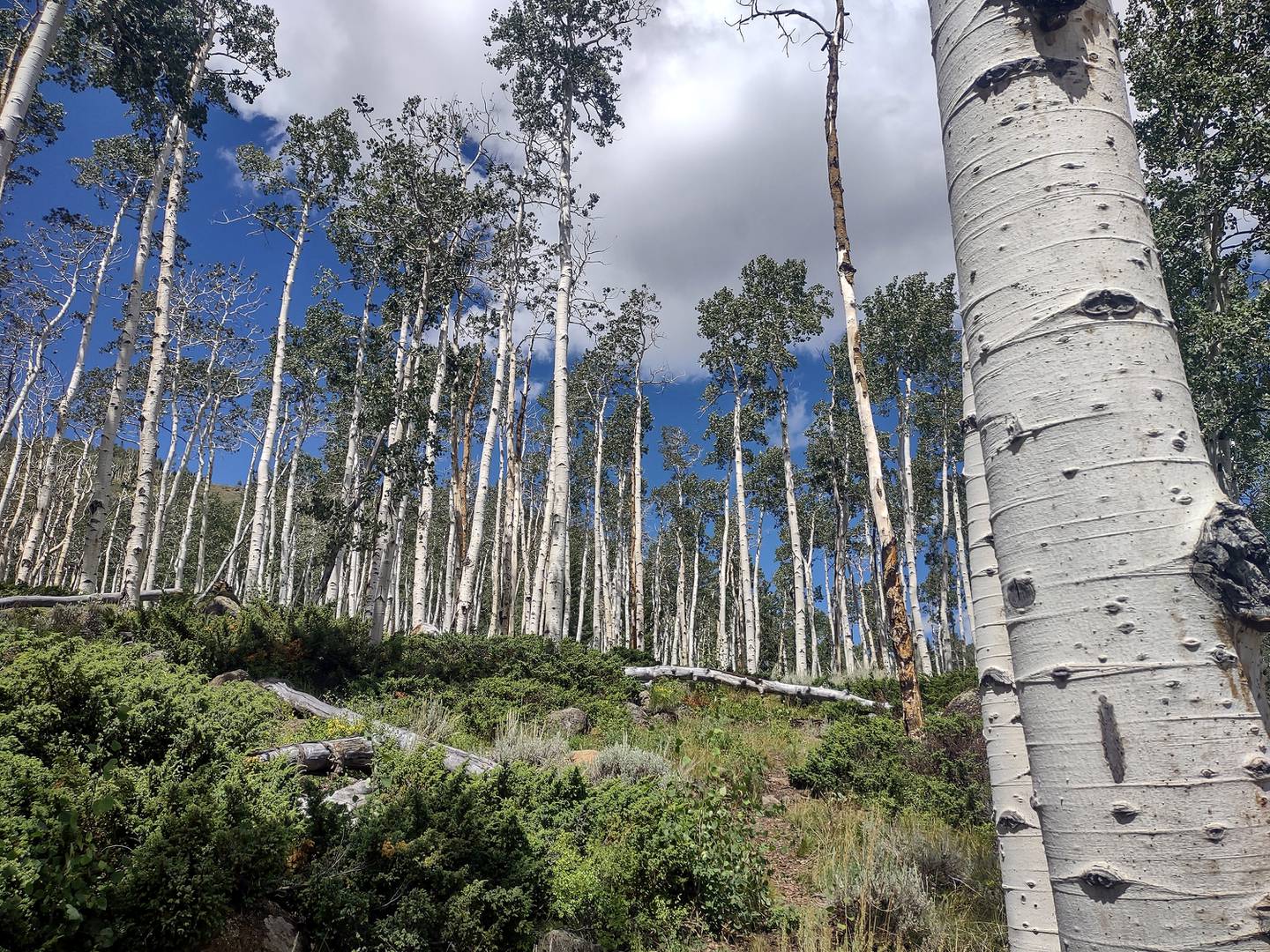 Pando the Trembling Giant is a quaking aspen grove of about 40,000 individual trunks that are part of a single tree through a 106-acre interconnected root system. The clonal grove stands in the Fishlake National Forest in Utah.