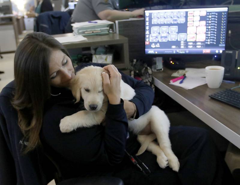 Dispatcher Holly Neville holds Oakley, the new McHenry Police Department therapy dog, Thursday, August 4, 2022, at the police department in McHenry.