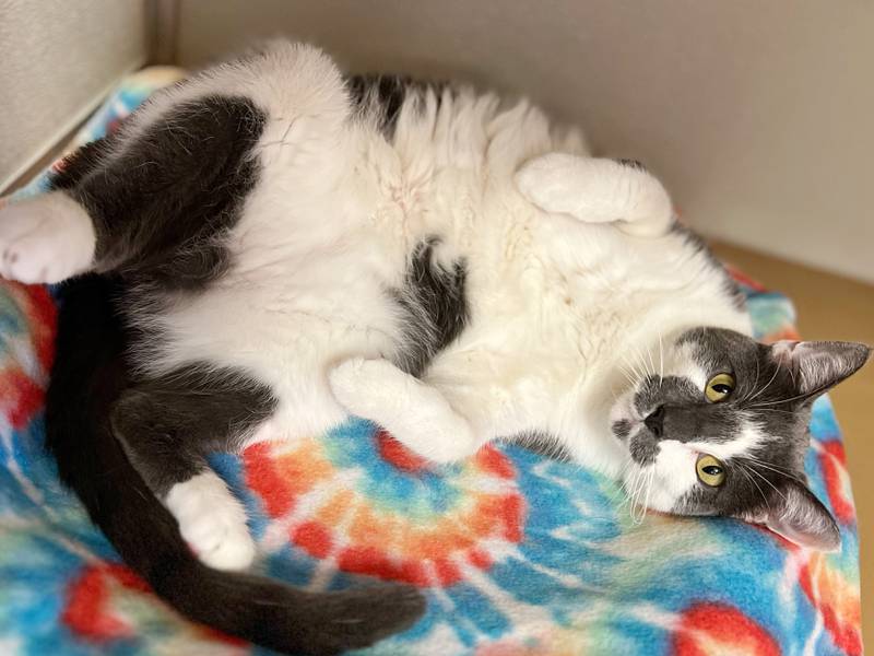 Post Malone is Save-A-Pet's pet of the week for Sept. 19, 2024.