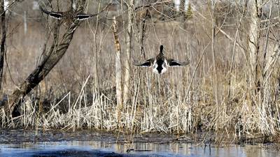 Summer-long outdoor scavenger hunt hosted by McHenry County Conservation District
