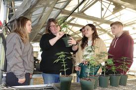 IVCC to offer advanced cannabis production course in spring
