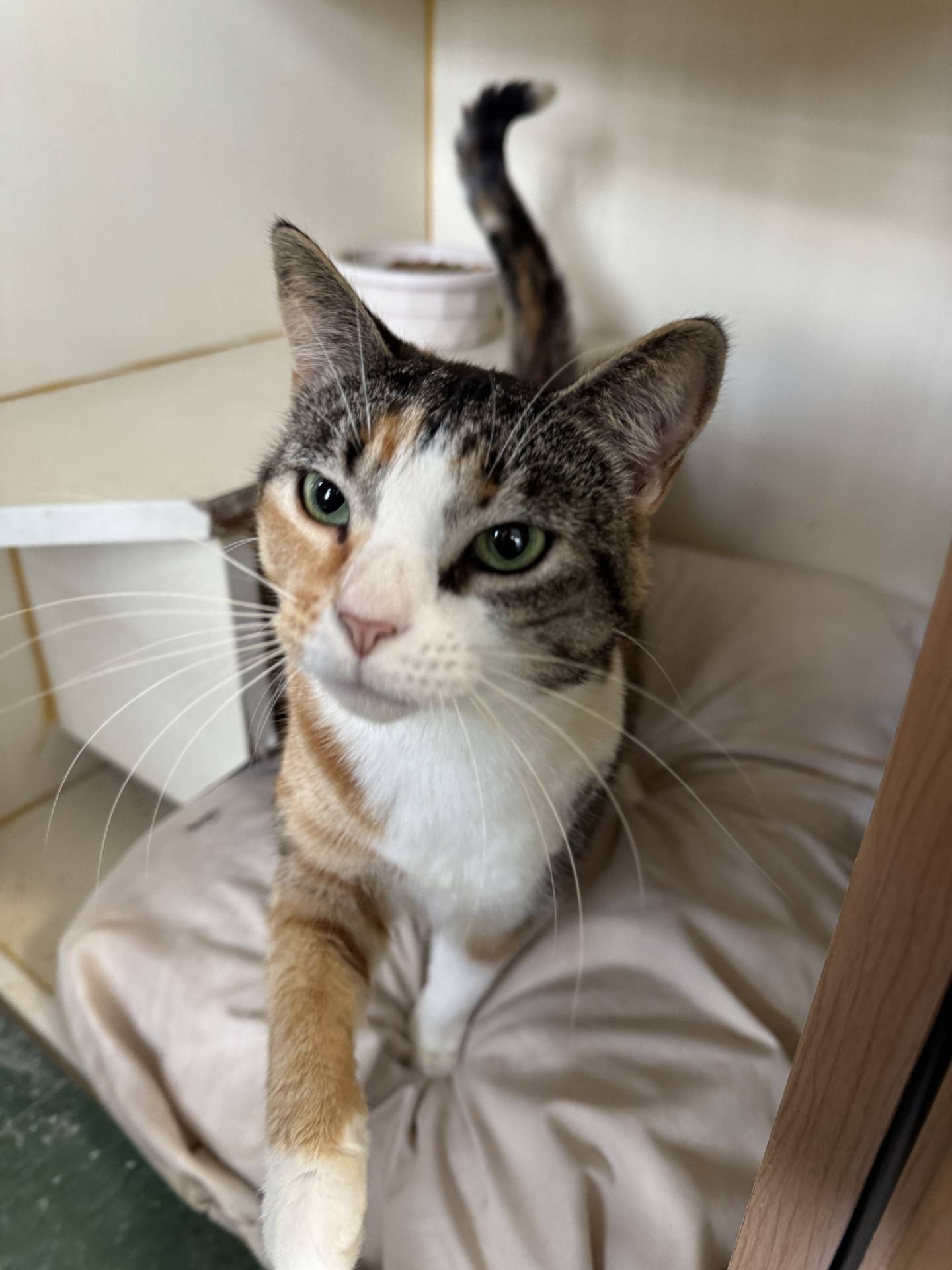 Tina is a lovely 4-year-old tabico that was rescued from euthanasia at an animal control, adopted and found abandoned outdoors a few years ago. Tina is very outgoing, affectionate and chatty. Her friendly and gentle demeanor will make her a wonderful companion kitty. To meet Tina, email Catadoptions@nawsus.org.  Visit nawsus.org.