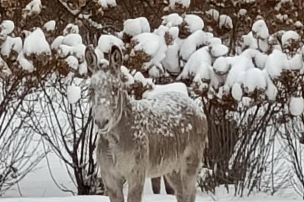 Donkey on the loose in Woodstock hit by train, owner says