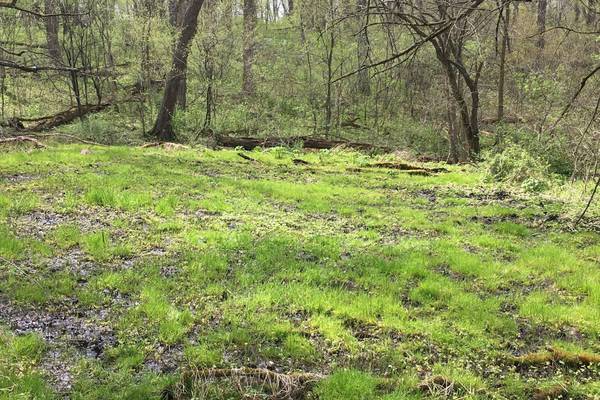 Natural Land Institute to protect 40-acre parcel in Carroll County