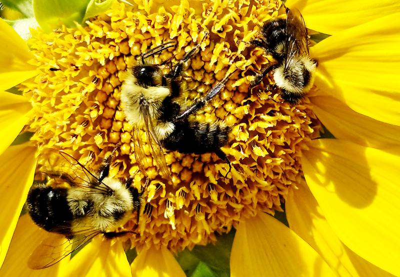 Bees collect pollen in Konni Vukelic’s pollinator garden on Friday, August 22, 2025. Vukelic, the owner of Three Bees Honey Farms, is upset with the way the City of Marengo handled removing part of her pollinator garden around her home in Marengo.