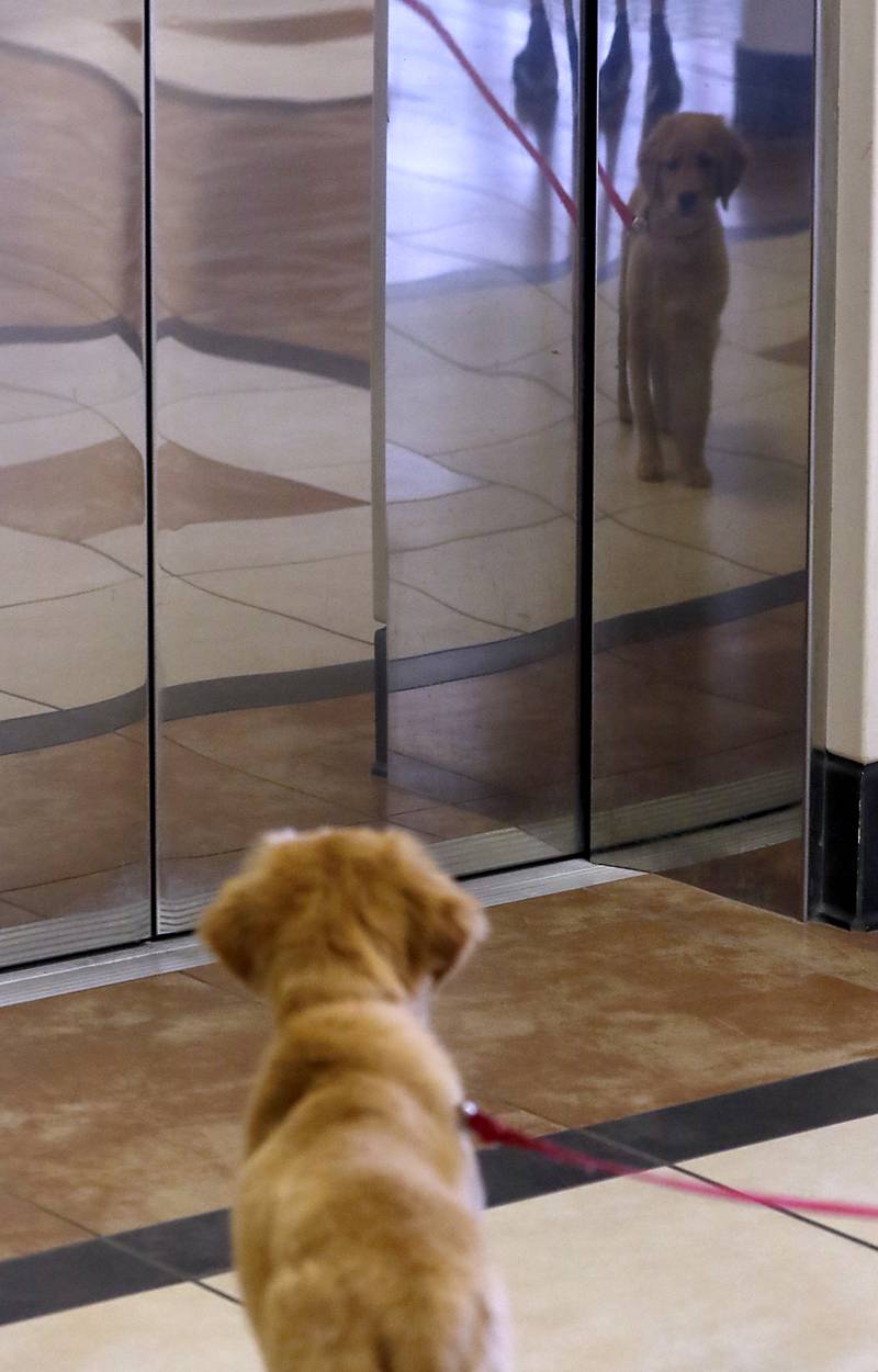 Honey, the new support and comfort golden retriever, sees her reflection in the elevator doors on Wednesday, September 11, 2024, in Woodstock. Currently, the puppy is in the socializing stage of her training.