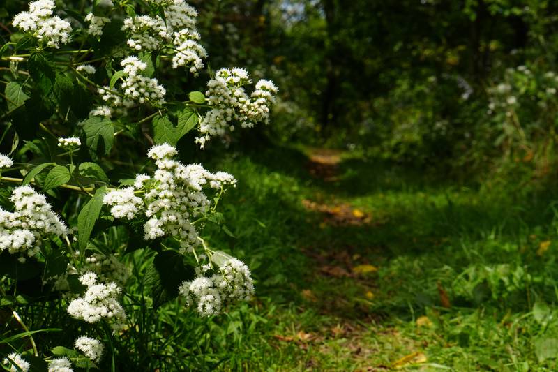 Cheri Magrini’s photo of Ryders Woods in Woodstock received first place in the Land Conservancy of McHenry County's 2022 photo contest. Ryders Woods is a city of Woodstock park maintained by the group.