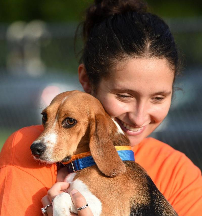 Volunteer Kelly Keefe comforts a timid beagle at Anderson Humane in South Elgin Friday. Anderson brought back 75 more beagles overnight from the Envigo breeding facility in Virginia.