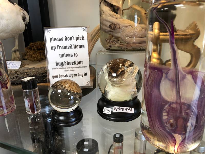 Reptiles and rays, bats and invertebrates are among the Preserved Peculiarities found at Lori Fisher's same-named oddity shop at 1312 N. Riverside Dr. in McHenry.