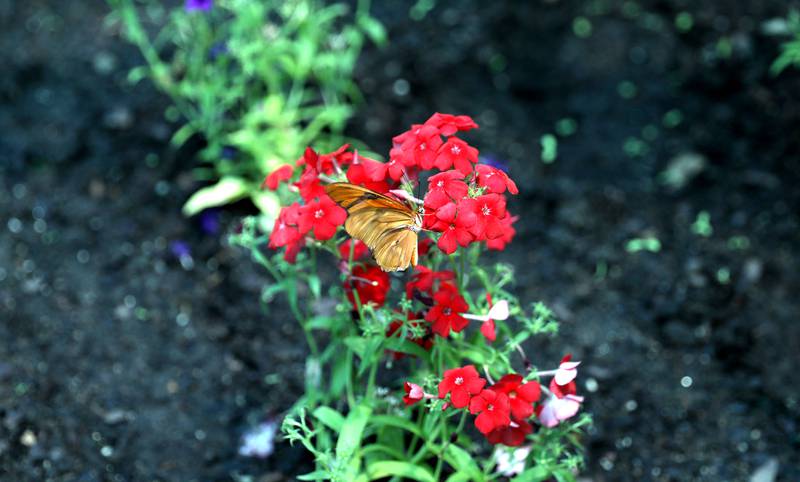 The Butterfly House at Peck Farm Park in Geneva opened for the 2025 season on May 17.
