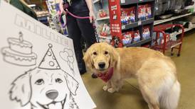 Sterling comfort dog Millie to turn 2; party set for Feb. 25