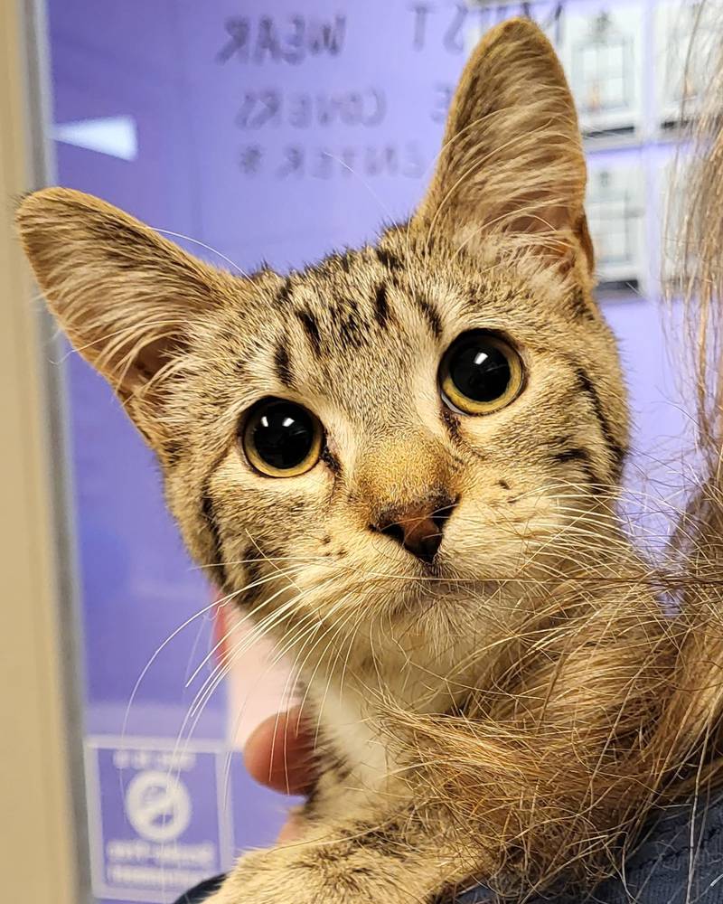 Epsilon is Save-A-Pet's pet of the week for Aug. 3, 2023.