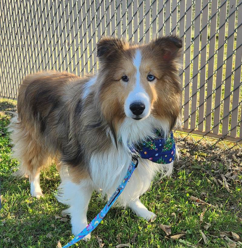 Noah is Save-A-Pet's pet of the week for Nov. 30, 2023.