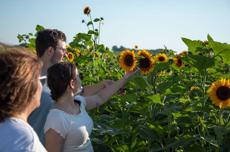 Kyle Schermerhorn (left) and Keili Maxon (right) of Geneva pick sunflowers at Wiltse Farm's Sunflower Fest in Maple Park on Thursday, July 21, 2022.