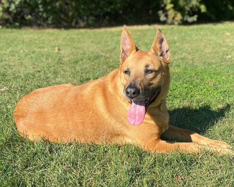 Steele is Save-A-Pet's pet of the week for Dec. 5, 2024.