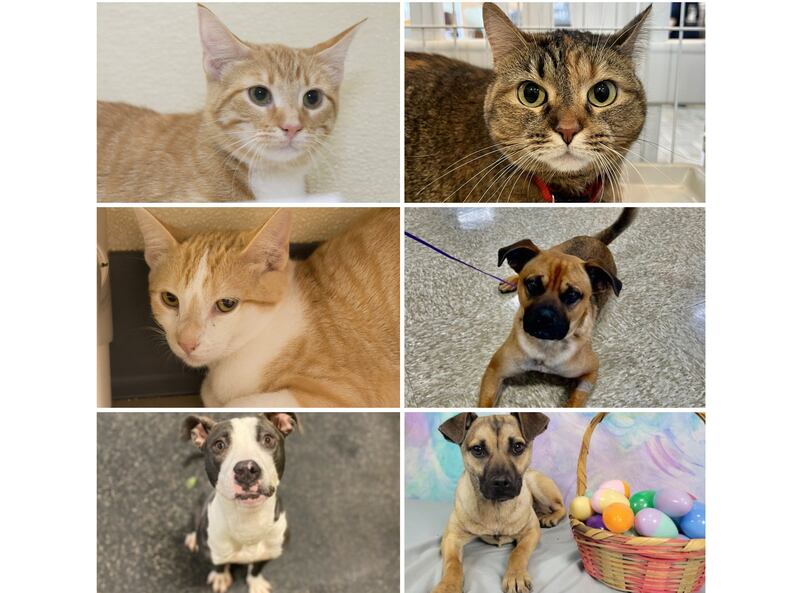 The Herald-News presents this week’s Pets of the Week. Read the description of each pet to find out about that pet, including where he or she can be adopted.