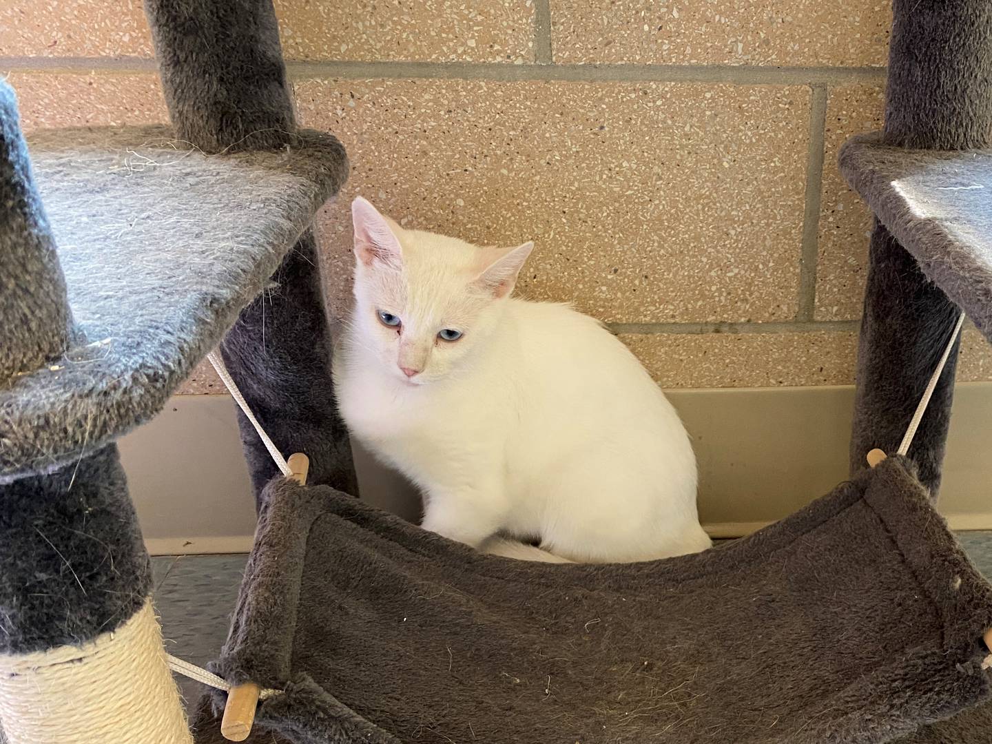 Whisper is a two-year old all white cat that's docile and friendly. She has had kittens prior but is now fixed.