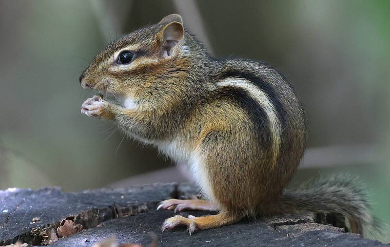 A chipmunk enjoys a snack among the fallen leaves Tuesday, Oct. 10, 2023, at County Farm Woods in DeKalb.
