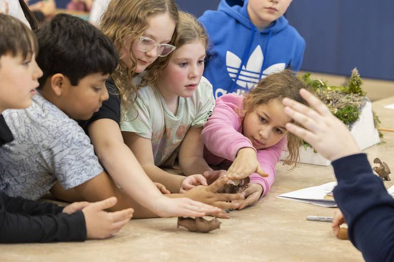 While building their winter shelter, teams of Lincoln School fourth graders come up to take measurements Thursday, March 23, 203 of the three animals that need to fit inside.