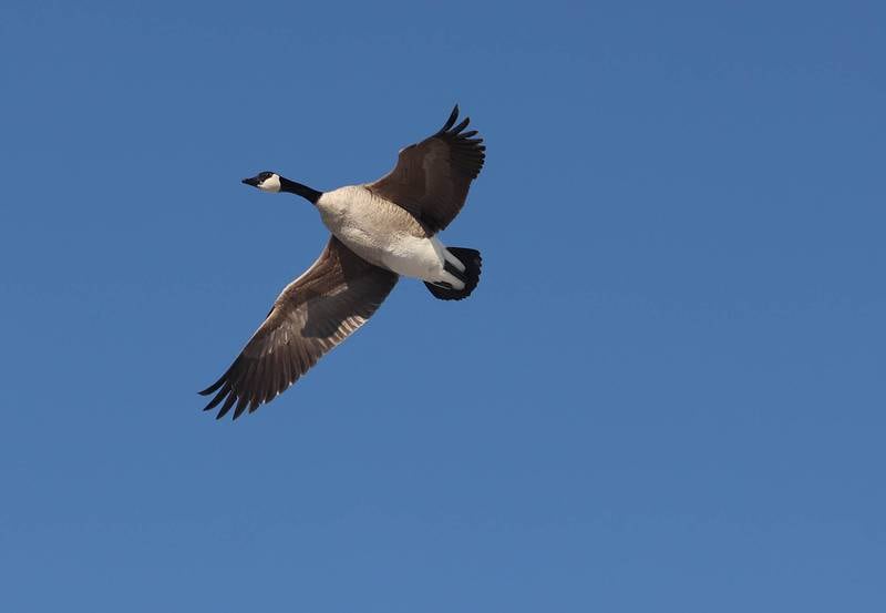 A Canada goose looks for a place to land Friday, Jan. 23, 2026, over the Kishwaukee River near Hopkins Park in DeKalb.