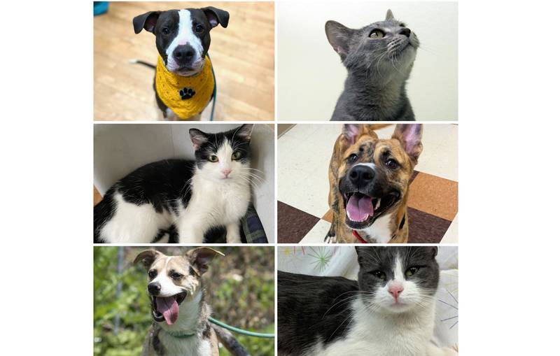 The Herald-News presents this week’s Pets of the Week. Read the description of each pet to find out about it, including where it can be adopted in Will County.
Send Pets of the Week submissions to news@theheraldnews.com. Photos should be in .jpg file format, 200 dpi and sent as email attachments. Submissions are subject to editing for length, style and grammar and run as space is available.