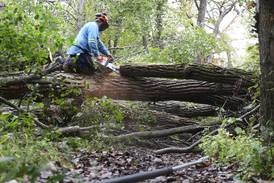 Tree topples in Huntley; road closed, 32 customers without power