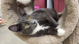 Young cat hopes he and his brother can be package deal