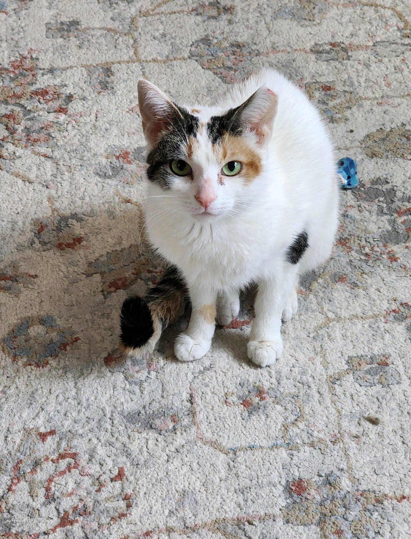 Rita is a 2-year-calico that was rescued from a local animal control. She is shy in new environments and needs a patient adopter to give her time to warm up. Once comfortable, Rita enjoys pets on her head and face, and she will give kisses and purr. Rita likes cat wand toys and gets along with other cats and respectful dogs. She would do best with older children. She will be a sweet and loving companion. To meet Rita, email Catadoptions@nawsus.org. Visit nawsus.org.