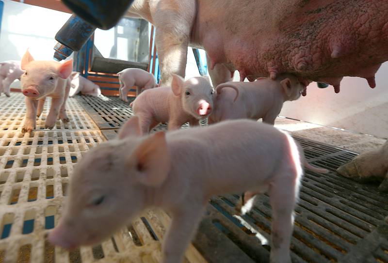 Piglets less than a week old, roam around a incubator Tuesday Jan. 25, 2022 at Streator High School.
