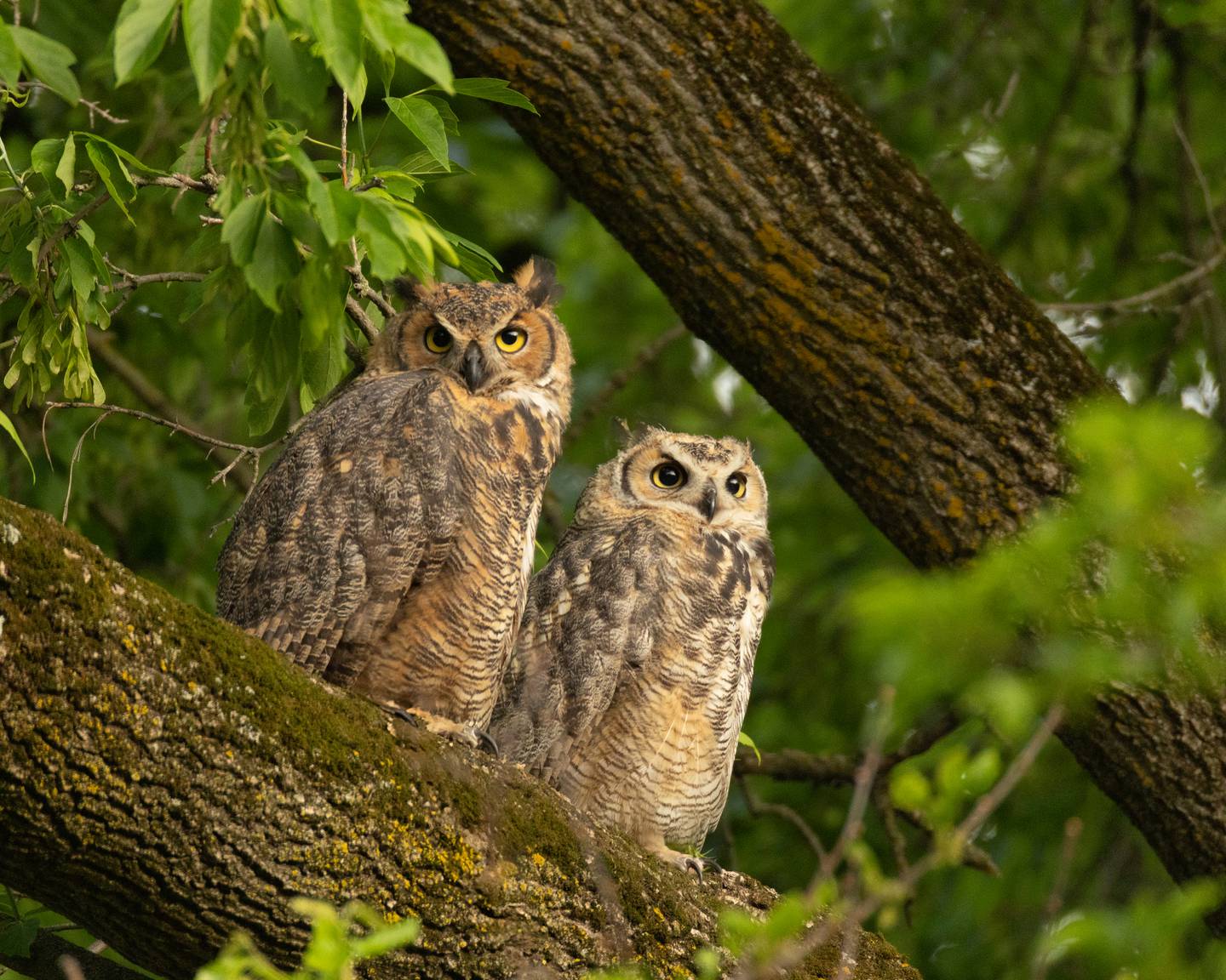 Photographer Justine Neslund started seeing these great horned owls in her Crystal Lake neighborhood in 2023, photographing them with a long-lens camera from a blind.