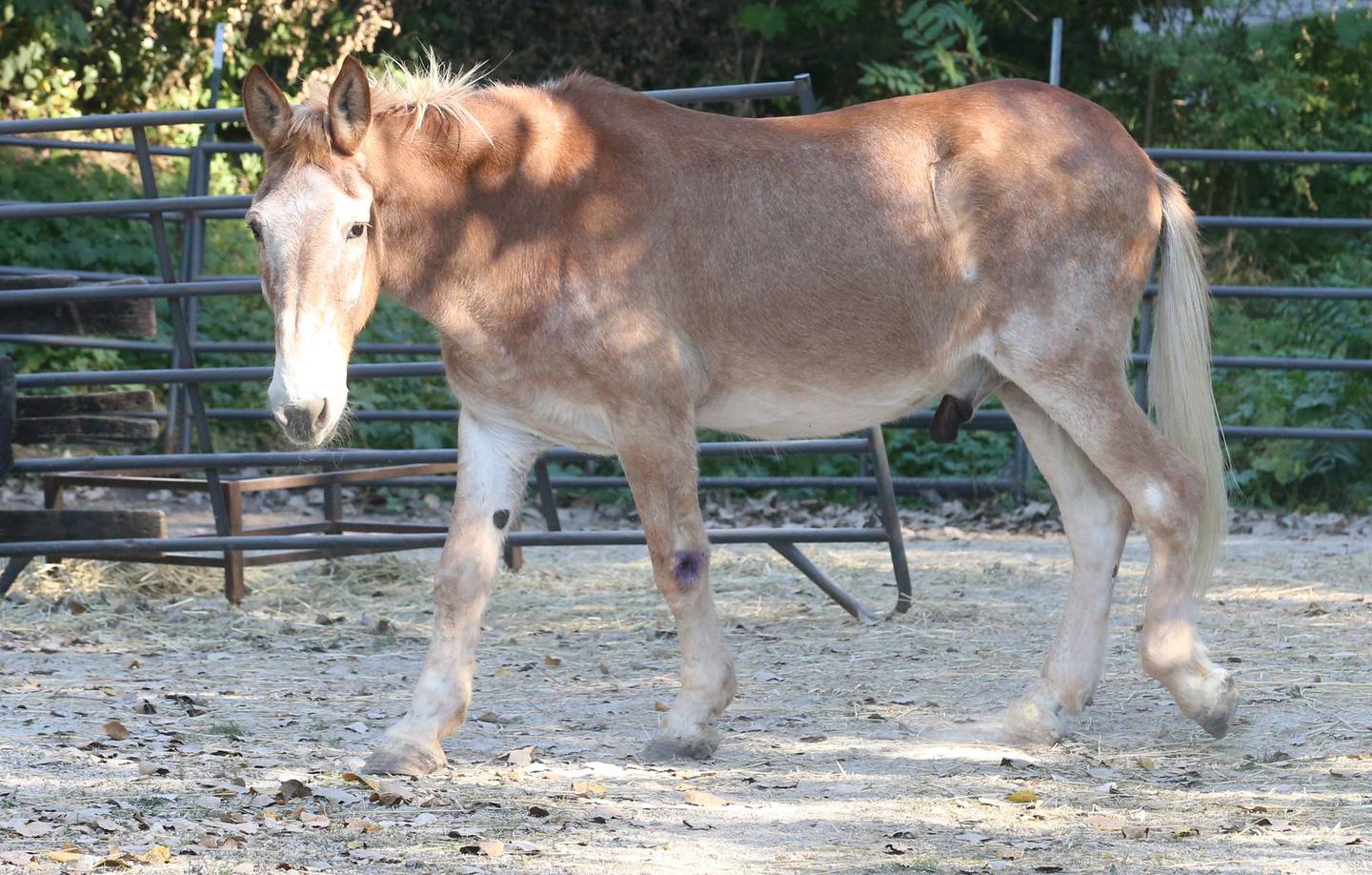 Larry the Mule walks in a pen near the Lock 14 Illinois & Michigan Canal in La Salle. Larry is now for sale and the I&M Canal Boat rides are ending.