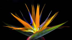 Geneva hosts 23rd Arts Fair this weekend