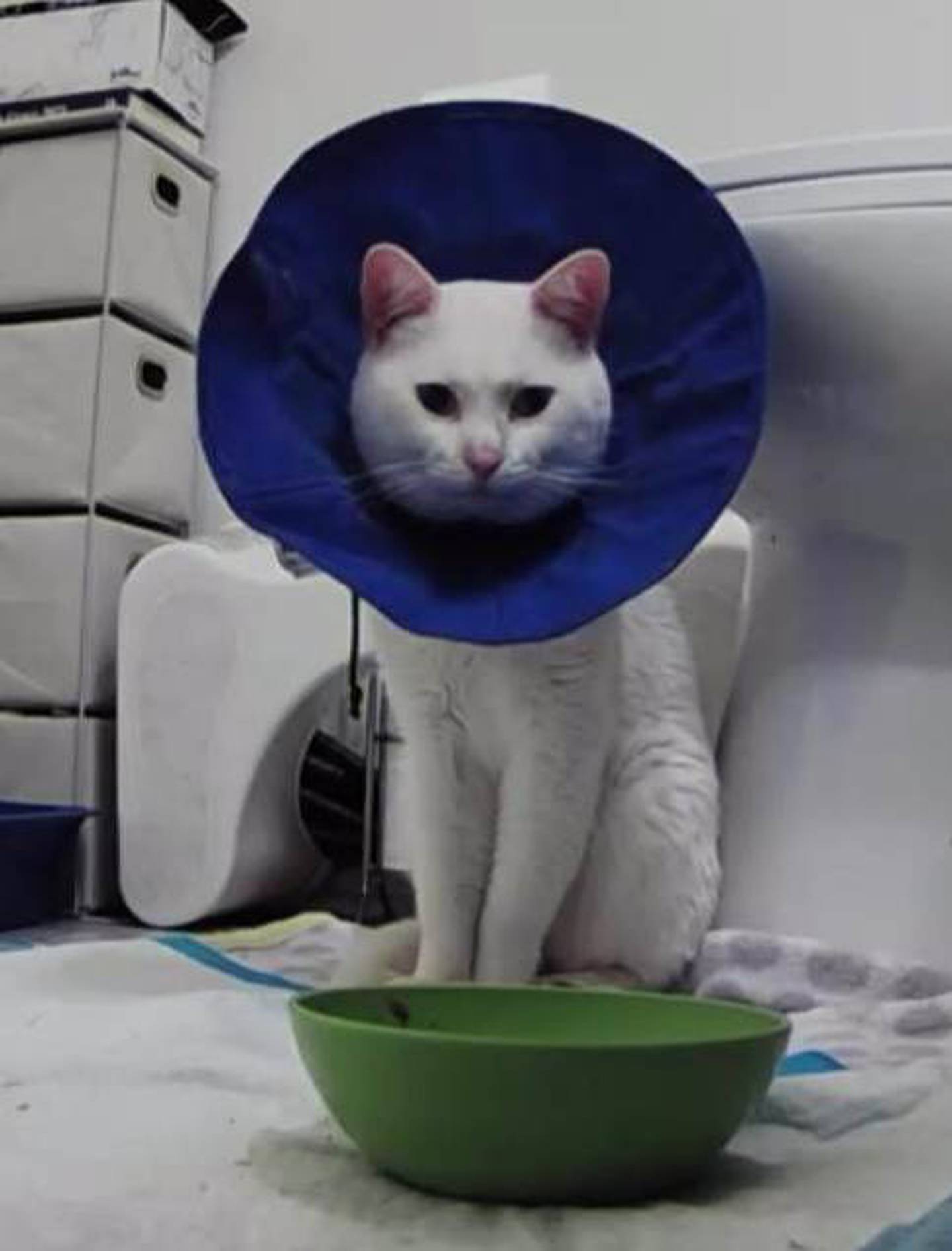 David and Jamie Harris of Plainfield took in a stray white cat who needed medical help. The children Lila, 8, (right) and Killian, 6, (left) held a lemonade stand on Memorial Day and raised $200 toward Boo's care.