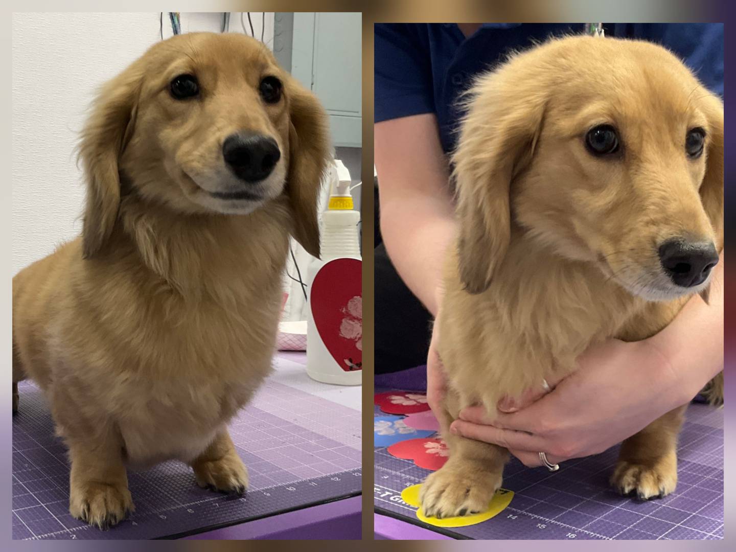 Lennon, a long-haired dachshund, puts paw prints on heart-shaped construction paper while at DePAW Pet Resort in Geneva. His Valentine was delivered to local nursing homes.