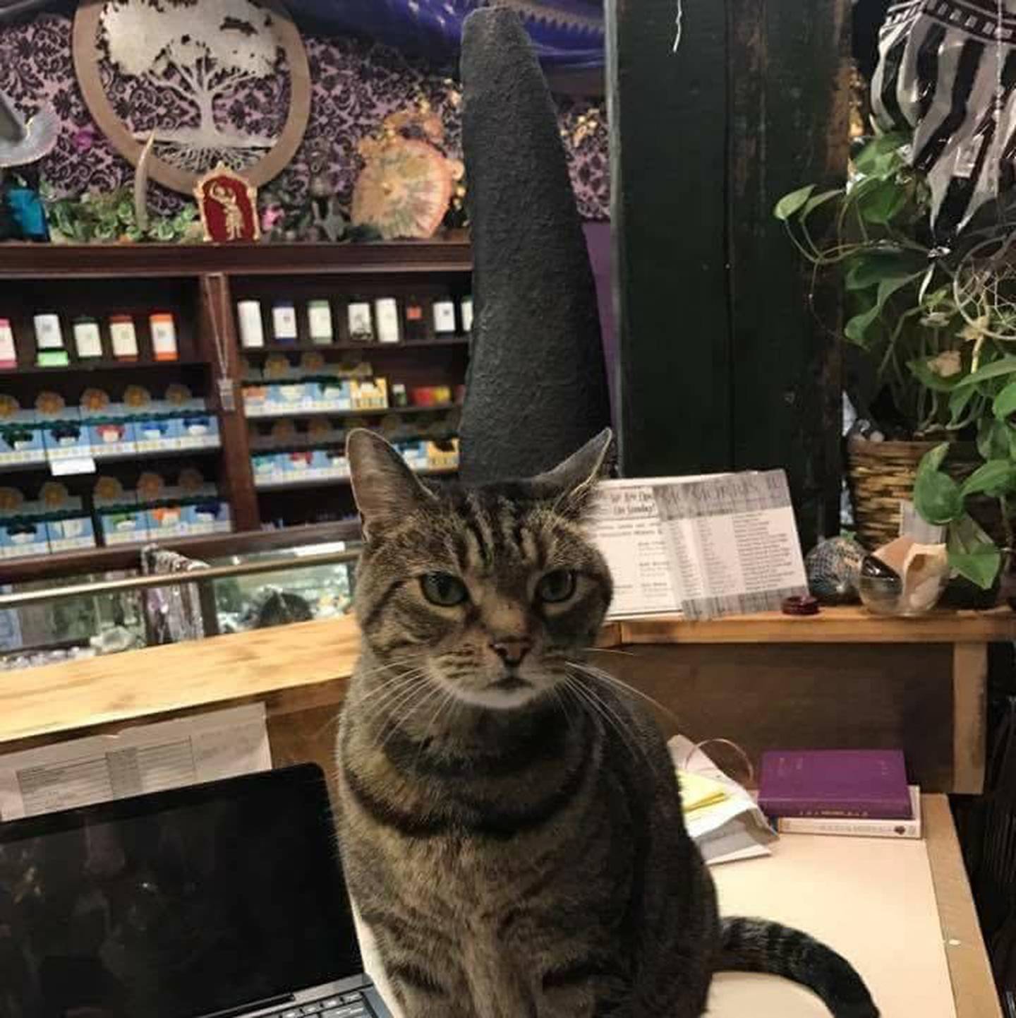 Customers of Rock Soul Love in Morris knew "Franny," the tabby who wandered into the shop one day and made it her home for several years.